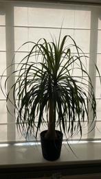 Mooie kamerplant olifantenpoot, 100 tot 150 cm, Overige soorten, Ophalen of Verzenden, In pot