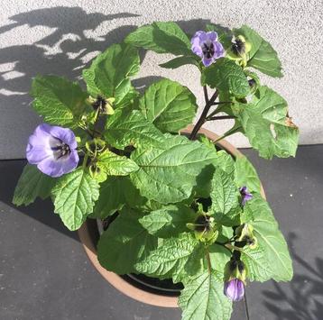 Wonderplant zegekruid Nicandra physalodes lampionnetje zaden beschikbaar voor biedingen