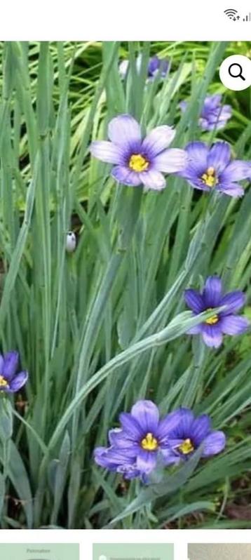 Bieslelie vaste plant beschikbaar voor biedingen