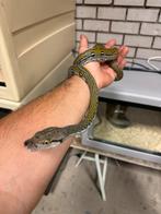 Netpython RETIC - AZTEC het Anthrax 0.1 ( vrouw ), Dieren en Toebehoren, Reptielen en Amfibieën, Slang, Tam