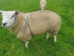 te reserveren  engelse texelaar ram  van 2025, Dieren en Toebehoren, Mannelijk, Schaap, 0 tot 2 jaar