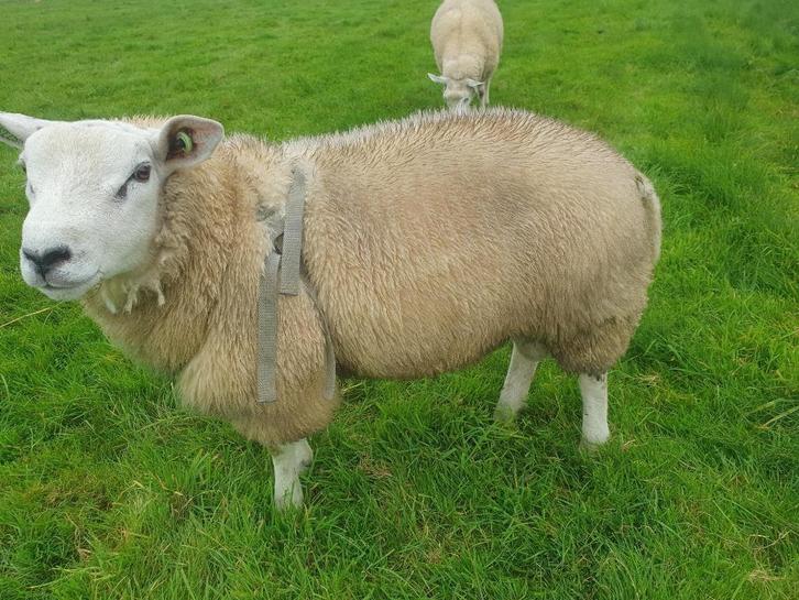 te reserveren  engelse texelaar ram  van 2025, Dieren en Toebehoren, Schapen, Geiten en Varkens, Schaap, Mannelijk, 0 tot 2 jaar