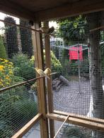 Koppel waterslagers, Dieren en Toebehoren, Vogels | Kanaries, Meerdere dieren