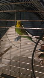 Grasparkieten, Dieren en Toebehoren, Vogels | Parkieten en Papegaaien, Meerdere dieren, Parkiet