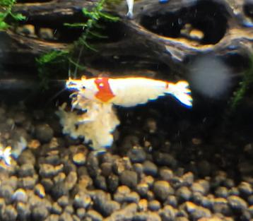 Crystal Red Gradaties van S tot SSS. beschikbaar voor biedingen