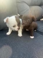 Chihuahua pups, Dieren en Toebehoren, Honden | Chihuahua's en Gezelschapshonden, Reu, Meerdere, Chihuahua, Nederland