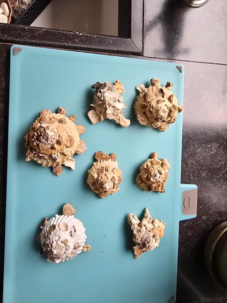 Mooie Xenophora Pallidula schelpen( verzamel schelp), Verzamelen, Mineralen en Fossielen, Schelp(en), Ophalen of Verzenden