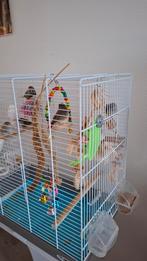5 zebravinken jonkies, Dieren en Toebehoren, Vogels | Toebehoren, Ophalen, Nieuw, Kooi-accessoires