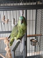 Blauwvoorhoofd Geelschouder Amazone, Dieren en Toebehoren, Vogels | Parkieten en Papegaaien, Mannelijk, Papegaai, Tam