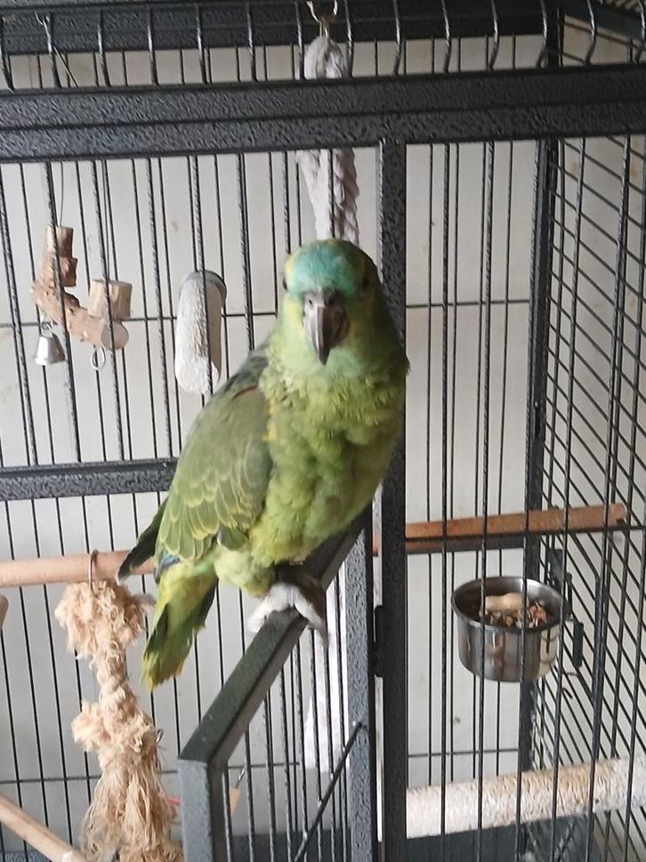 Blauwvoorhoofd Geelschouder Amazone, Dieren en Toebehoren, Vogels | Parkieten en Papegaaien, Papegaai, Mannelijk, Tam