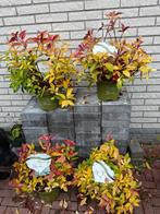 Hortensia Runaway Bride plant, Tuin en Terras, Vaste plant, Halfschaduw, Zomer, Ophalen