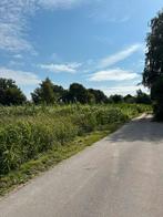 Mais, suiker mais en normale, Ophalen of Verzenden