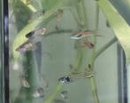 Baby Guppen + Jonge Platy, Dieren en Toebehoren, Vissen | Aquariumvissen, Vis, Zoetwatervis