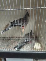 Gezocht diverse tropische duiven, Dieren en Toebehoren, Vogels | Duiven, Meerdere dieren, Overige soorten