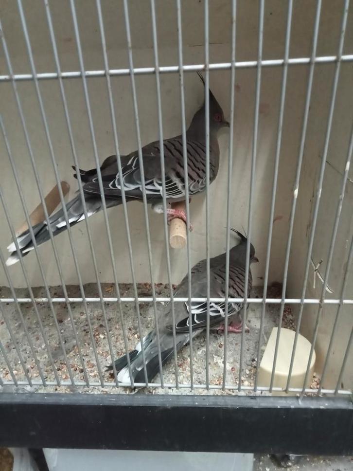 Gezocht diverse tropische duiven, Dieren en Toebehoren, Vogels | Duiven, Overige soorten, Meerdere dieren