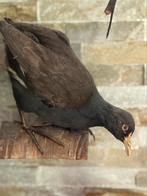 Taxidermie Opgezette waterhoen, Verzamelen, Dierenverzamelingen, Ophalen of Verzenden, Vogel, Opgezet dier