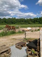 Plek vrij op Paddock Paradise met veel schuilmogelijkheden., Dieren en Toebehoren, Stalling en Weidegang, Stalling, 2 of 3 paarden of pony's