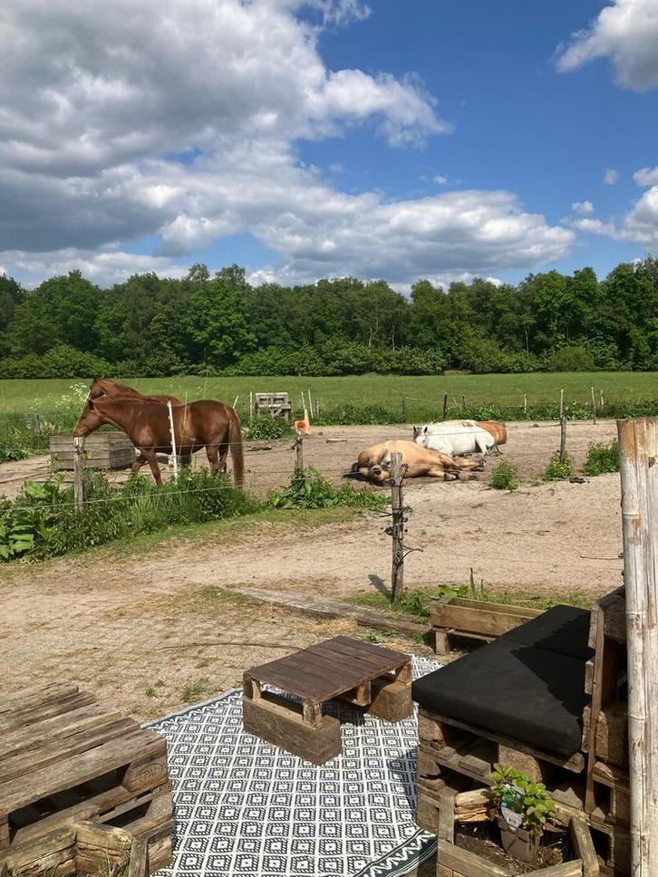 Plek vrij op Paddock Paradise met veel schuilmogelijkheden., Dieren en Toebehoren, Stalling en Weidegang, Stalling, 2 of 3 paarden of pony's