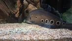 Chitala mesvis 45 cm, Vis