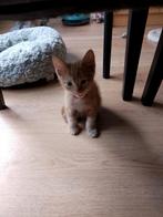 Rode kitten, Dieren en Toebehoren, Katten en Kittens | Overige Katten, Kater