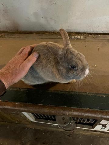 Lief konijntje te koop beschikbaar voor biedingen