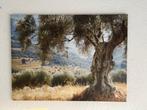 canvas schilderij olijfboom, Ophalen, Nieuw, Schilderij, 75 tot 100 cm