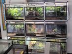 Terrarium/paludarium stellingen, Ophalen, Zo goed als nieuw