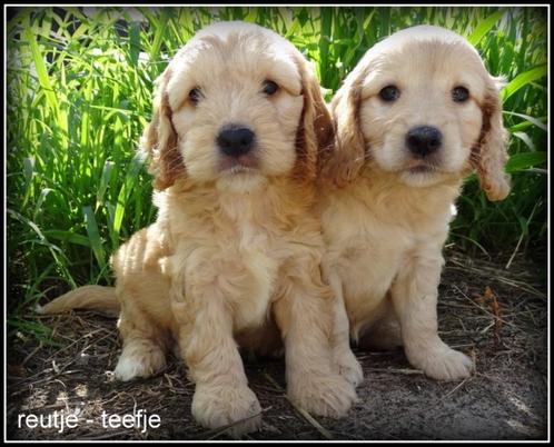 cockapoo pups, Dieren en Toebehoren, Honden | Retrievers, Spaniëls en Waterhonden, Meerdere dieren, Overige rassen, Fokker | Professioneel