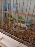 jonge grasparkieten om handtam te maken, Dieren en Toebehoren, Meerdere dieren, Parkiet, Tam