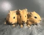 Baby cavia’s, Dieren en Toebehoren, Knaagdieren, Meerdere dieren, Cavia, Na 1 juli 2024, Tam