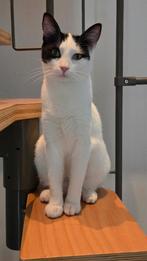 Ter adoptie Laura  ️♀️ ( Matzi - Matzi ), Dieren en Toebehoren, Katten en Kittens | Overige Katten, Poes, Kortharig, 0 tot 2 jaar