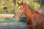 Merrie jaarling - jong paard, Dieren en Toebehoren, Merrie, Niet van toepassing, Minder dan 160 cm, 0 tot 2 jaar