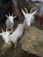 4 lieve melk geiten, Dieren en Toebehoren, Schapen, Geiten en Varkens, Vrouwelijk, Geit