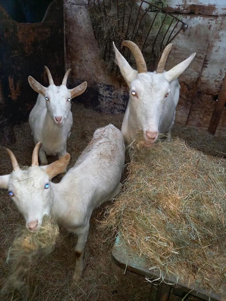 4 lieve melk geiten, Dieren en Toebehoren, Schapen, Geiten en Varkens, Geit, Vrouwelijk