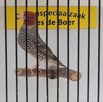 Roodkopamadine man, Mannelijk, Tropenvogel, Geringd