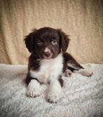 Super leuke Friese Stabij kruising pups zijn opzoek!, Dieren en Toebehoren, 8 tot 15 weken, CDV (hondenziekte), Meerdere, Nederland