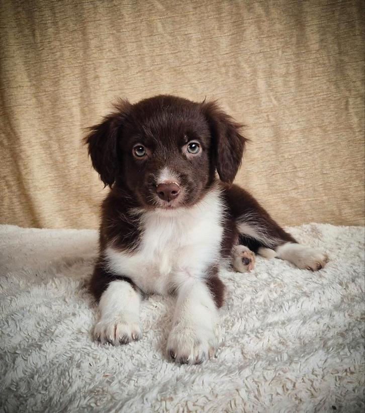 Super leuke Friese Stabij kruising pups zijn opzoek!, Dieren en Toebehoren, Honden | Retrievers, Spaniëls en Waterhonden, Reu