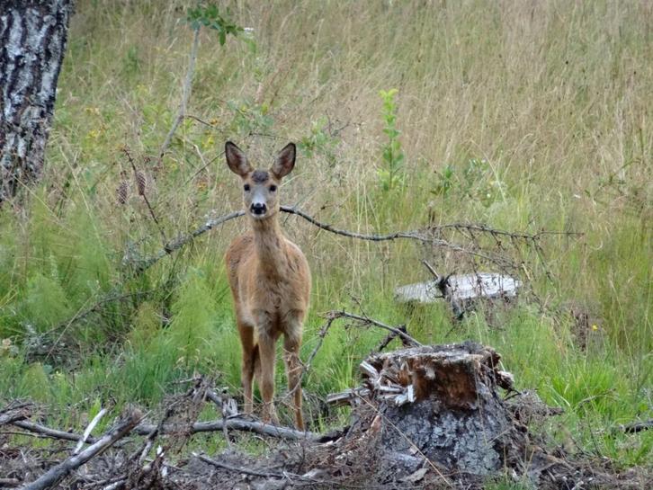 PHP programmeur, OpenCart, Wordpress, WooCommerce, Odoo, Diensten en Vakmensen, Webdesigners en Hosting, Website Bouw