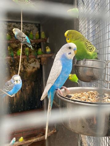 Grasparkieten | Veel keuze uit tropische vogels beschikbaar voor biedingen