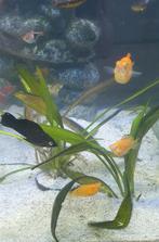 Diverse aquariumvissen., Dieren en Toebehoren, Vissen | Aquariumvissen, Vis