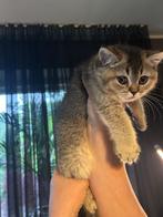Britse korthaar kittens, Dieren en Toebehoren, Katten en Kittens | Raskatten | Korthaar, Meerdere dieren, Gechipt, 0 tot 2 jaar
