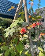 Ipomoea Mina Lobata (Spaanse vlag), Tuin en Terras, Ophalen of Verzenden, Volle zon