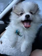 Pomerian, Dieren en Toebehoren, België, Particulier, CDV (hondenziekte), 8 tot 15 weken