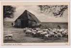 080 Ede Schaapskooi op de Ginkel Schapen Herder Verzonden Ka, Verzenden, Gelopen, Gelderland