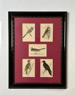 5 authentieke handgekleurde vogel gravures -1870 FA Morris -, Ophalen of Verzenden