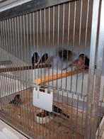 Zwart rood mozaïek kanaries, Dieren en Toebehoren, Vogels | Kanaries, Meerdere dieren