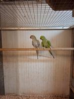 Koppel halsband parkieten, Meerdere dieren, Parkiet, Geringd