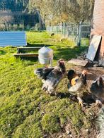 Jonge brahma haan mei 2025, Dieren en Toebehoren, Pluimvee, Mannelijk, Kip