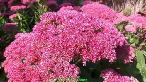 Vasteplant Sedum 'Herbstfreude' - Sleutelbloem, Tuin en Terras, Planten | Tuinplanten, Overige soorten, Volle zon, Zomer, Ophalen of Verzenden