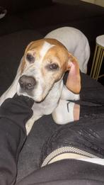 Esther lief teefje, Dieren en Toebehoren, Honden | Niet-rashonden, Particulier, CDV (hondenziekte), Buitenland, Teef